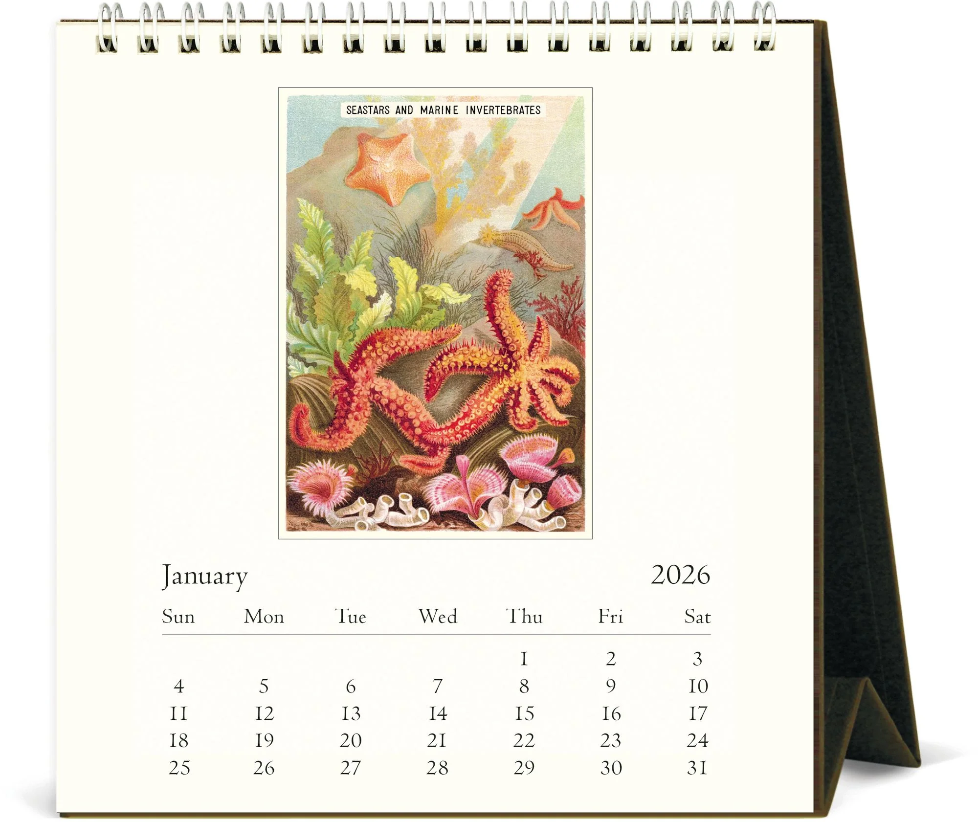2026 Cavallini Sea Life Desk Calendar - Image 2