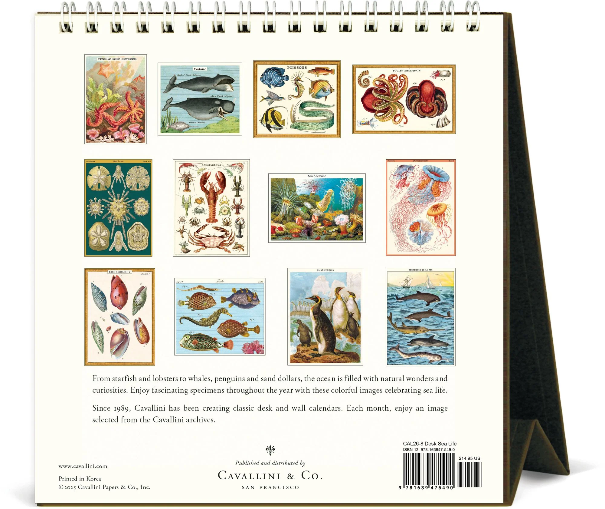 2026 Cavallini Sea Life Desk Calendar - Image 3