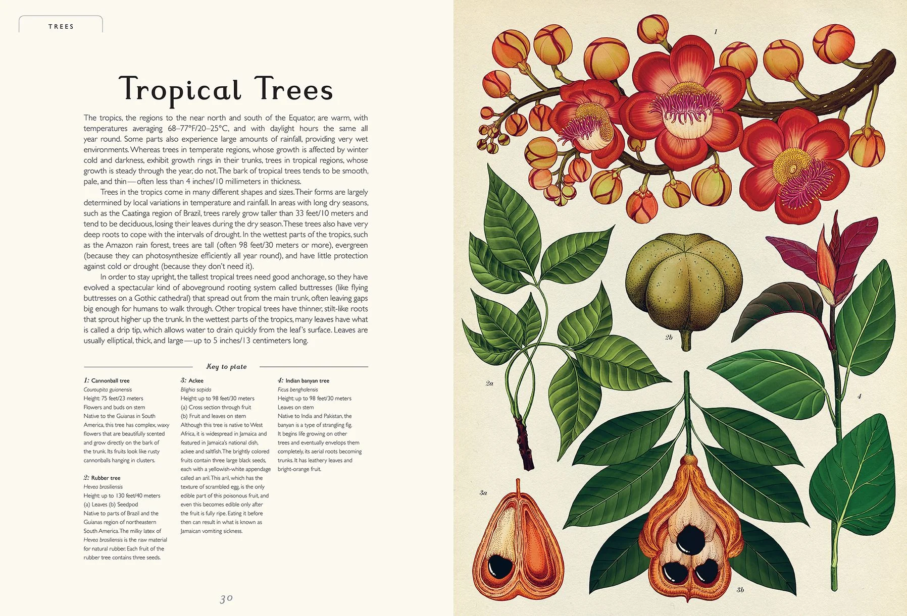 Botanicum (Welcome to the Museum Series) - Image 3