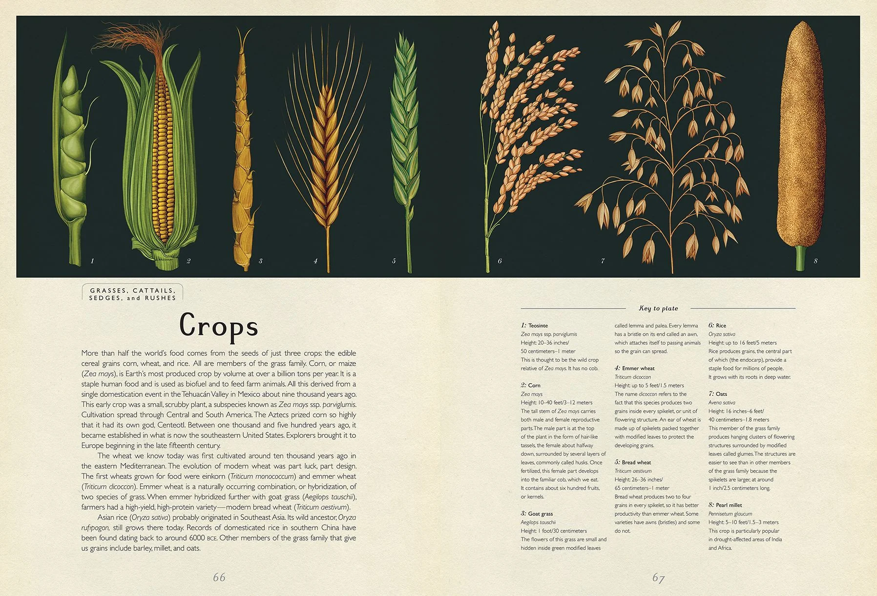 Botanicum (Welcome to the Museum Series) - Image 4