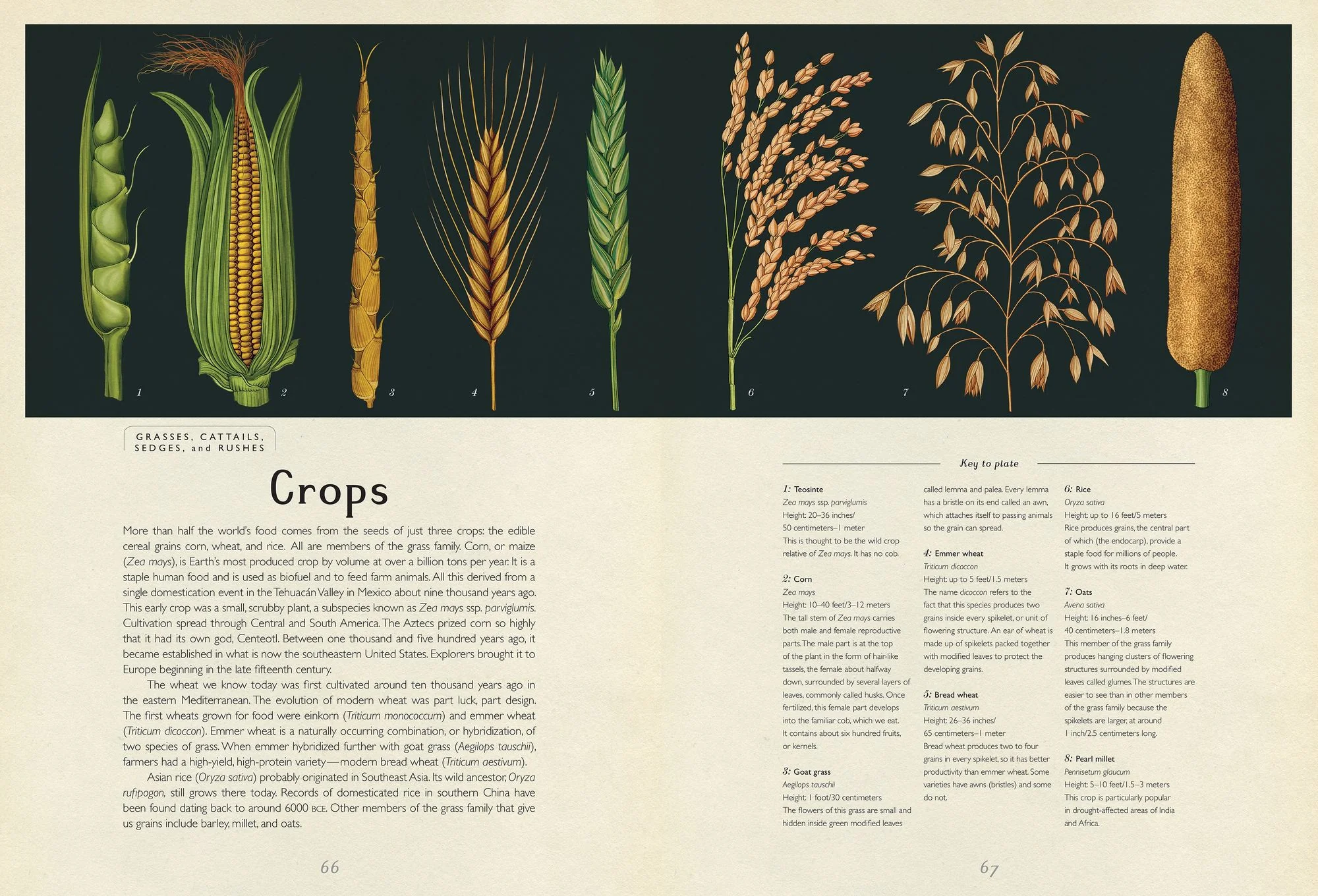Botanicum (Welcome to the Museum Series) - Image 6