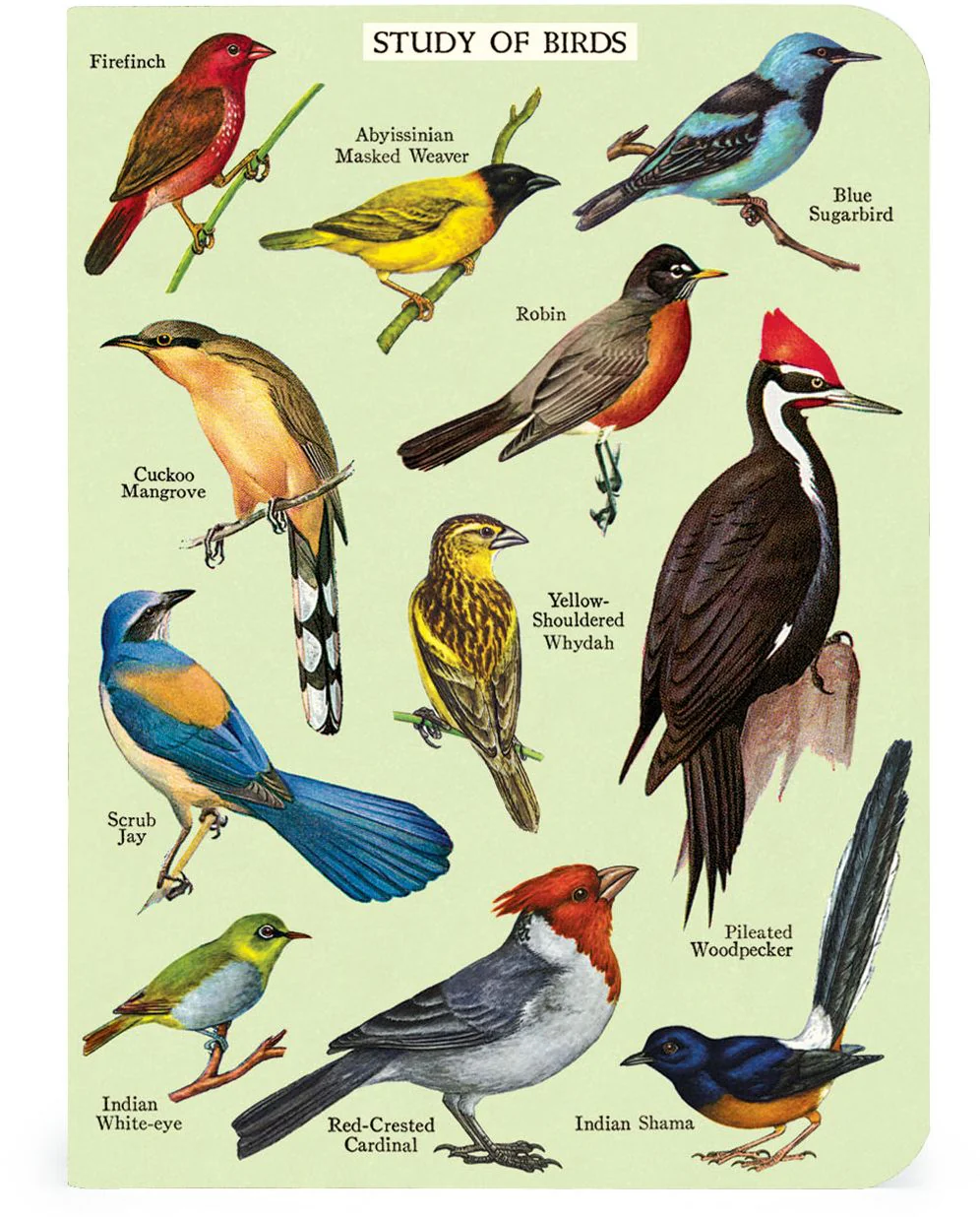 Cavallini & Co. Bird Watching Mini Notebooks - Image 2