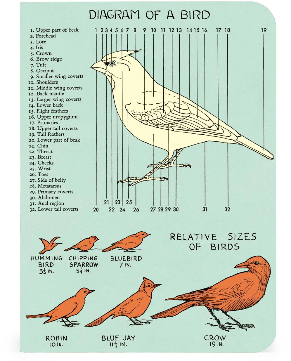 Cavallini & Co. Bird Watching Mini Notebooks - Image 4