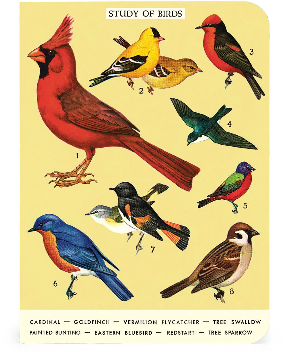 Cavallini & Co. Bird Watching Mini Notebooks - Image 5