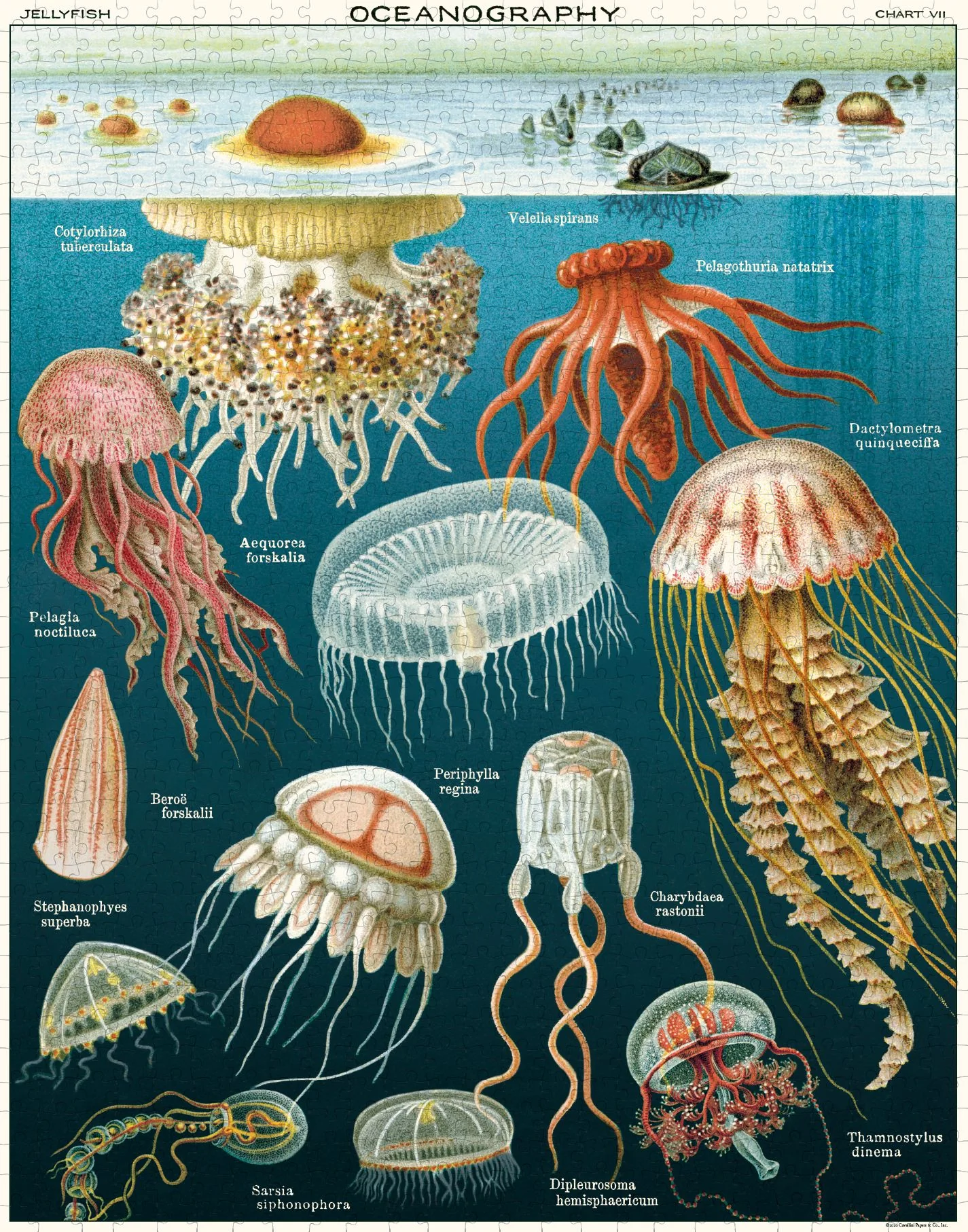 Cavallini & Co - Jellyfish 1000 Piece Jigsaw Puzzle - Image 2