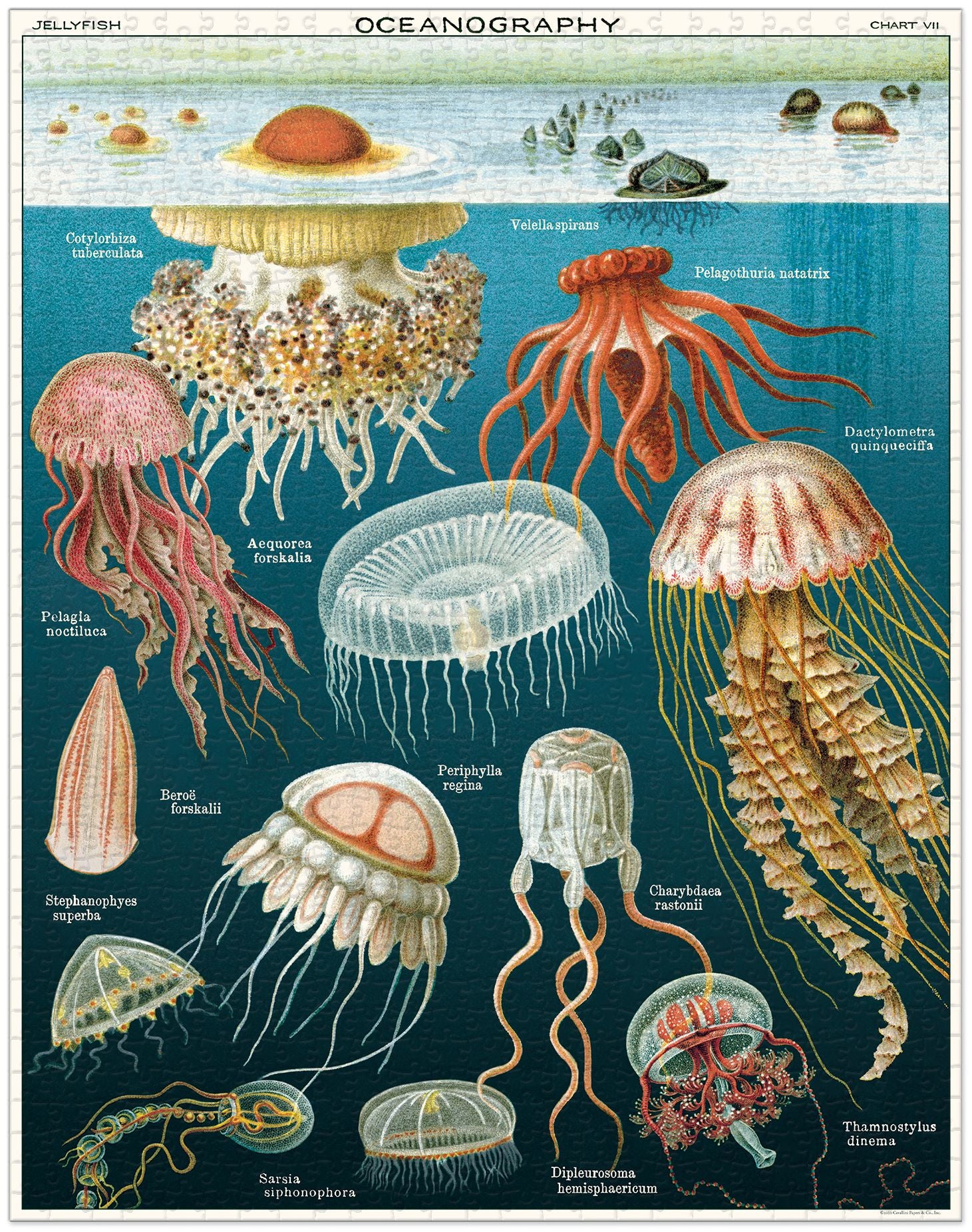 Cavallini & Co - Jellyfish 1000 Piece Jigsaw Puzzle - Image 4