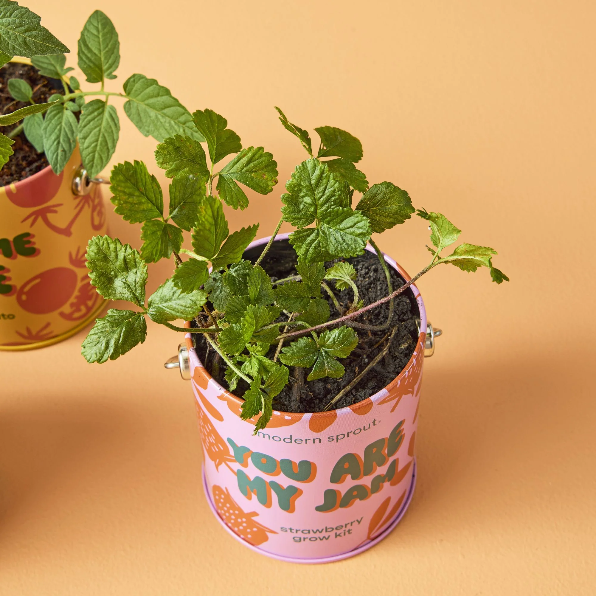Complimentary Color Grow Kit - Strawberry - Image 3