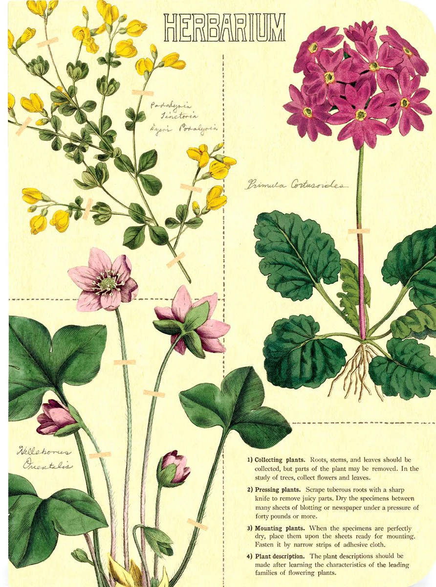 Herbarium Mini Journals - Image 4