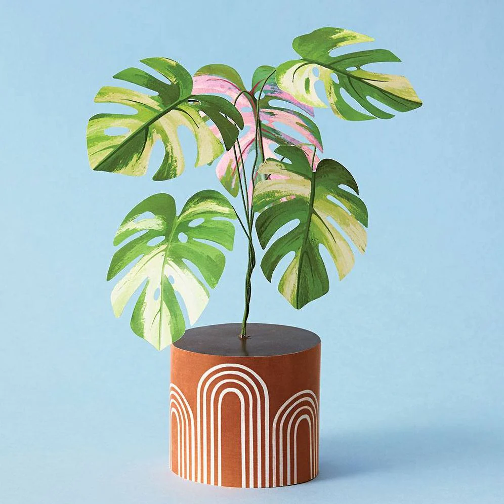 Mini Monstera Kit - Image 2
