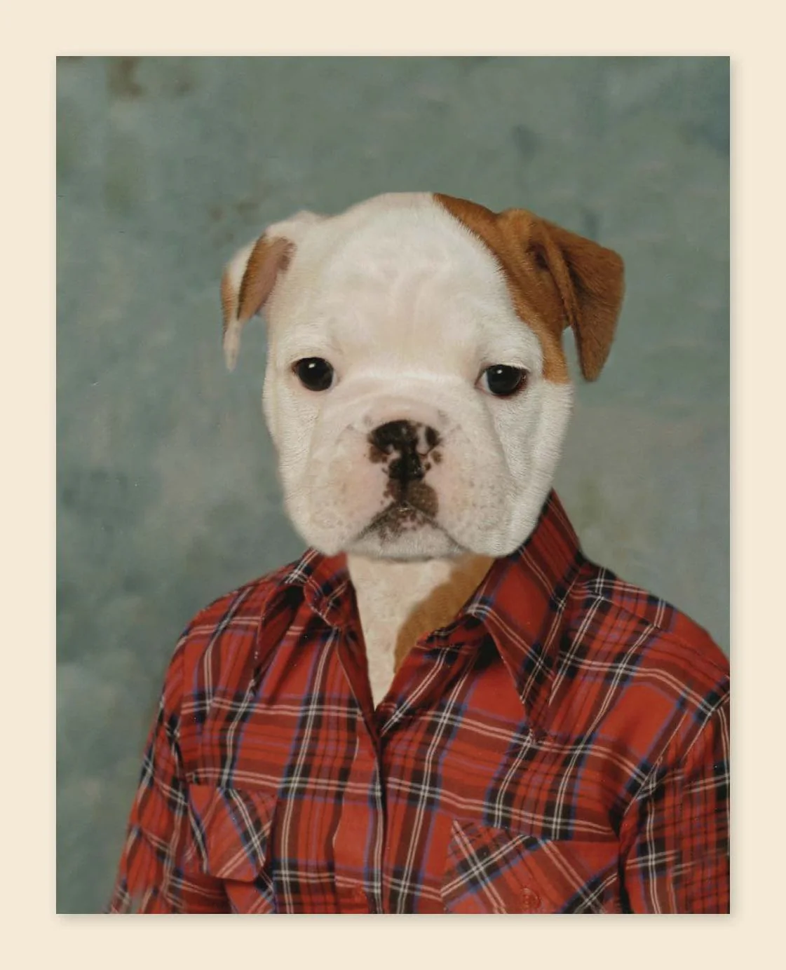 Picture Day Notecards (Gift for Animal Lovers, Funny Stationery, Notecards with Cute Animals) - Image 3