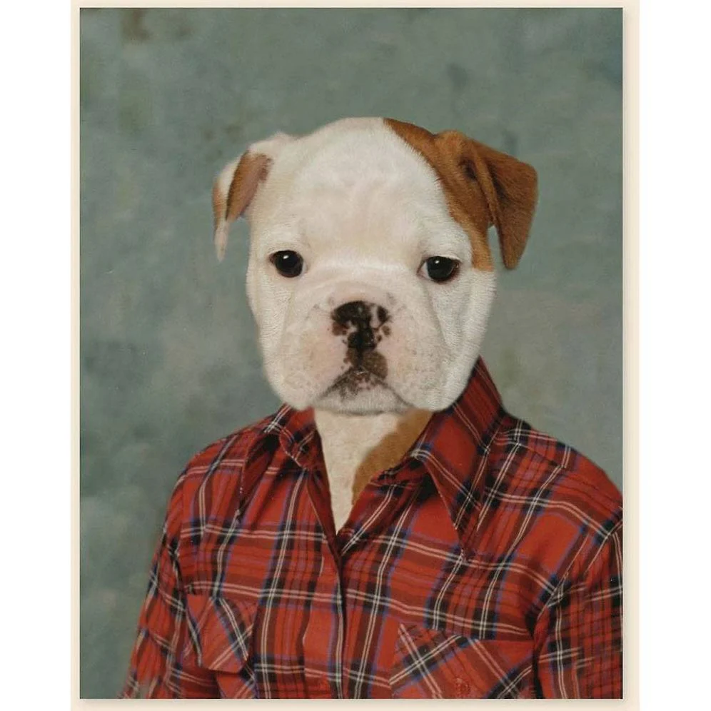 Picture Day Notecards (Gift for Animal Lovers, Funny Stationery, Notecards with Cute Animals) - Image 5