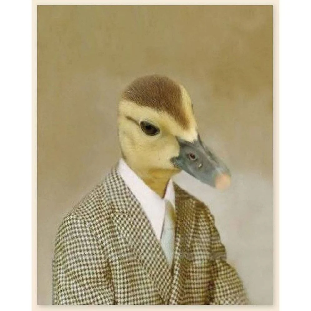 Picture Day Notecards (Gift for Animal Lovers, Funny Stationery, Notecards with Cute Animals) - Image 8