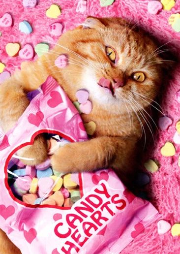 Sweetheart Cat Valentine's Day Greeting Card