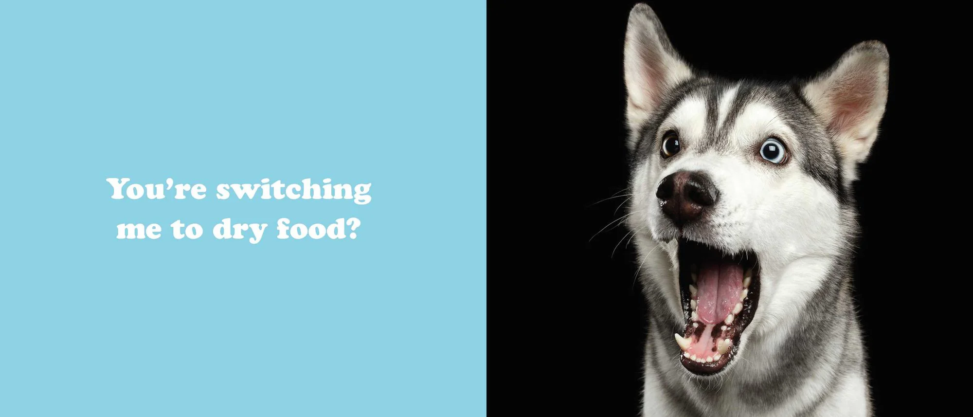 The Secret Thoughts of Dogs - Image 10
