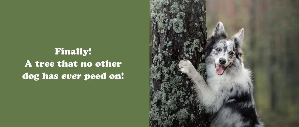 The Secret Thoughts of Dogs - Image 3